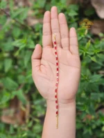 Gold Plated Red & White AD Stone Chain Bracelet - Image 2
