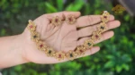 Elegant Antique Floral Choker Necklace - Multi Colour - Image 2