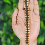Traditional Karingali Bead Bracelet